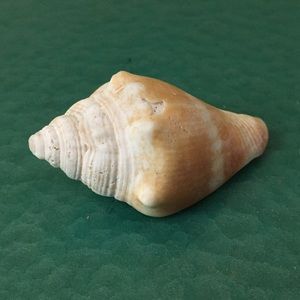 Sally Sells Seashells